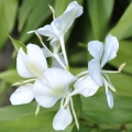 White Ginger Lily